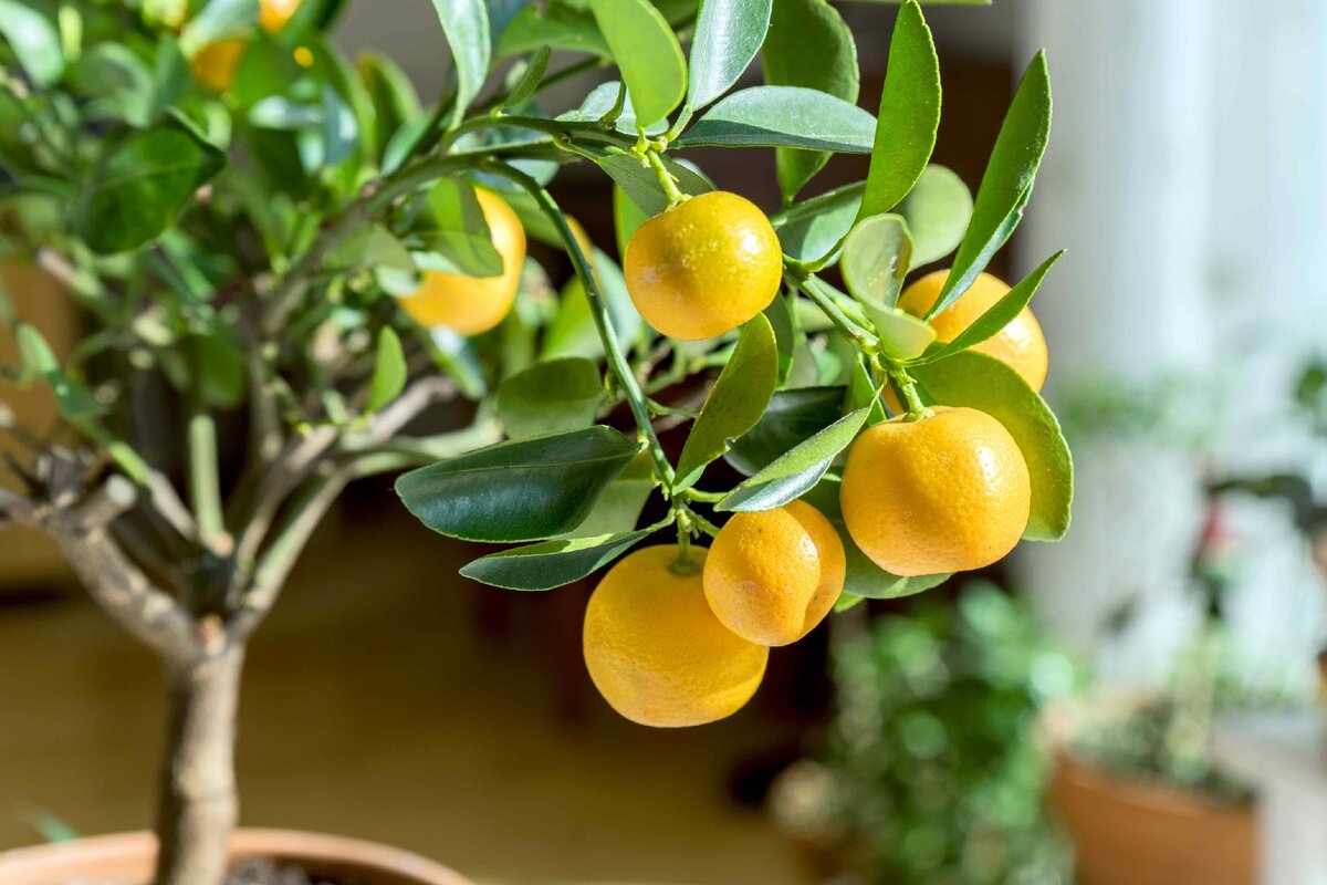 Фото апельсинового дерева в домашних условиях